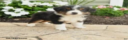 Miniature Australian Shepherd dogs for sale: Peter - Ad 1