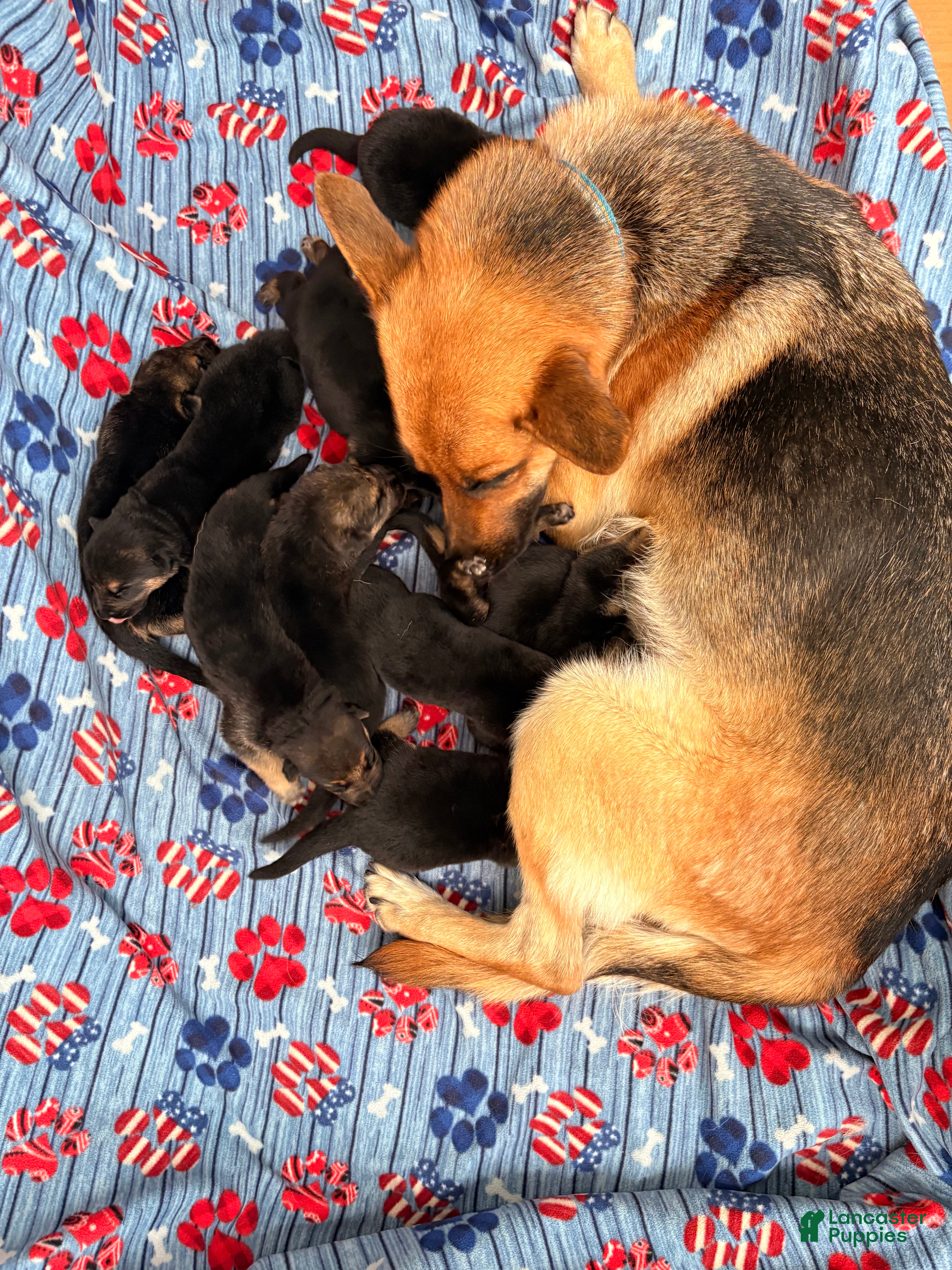 German Shepherd dogs German Shepherd 5 - Ad 1