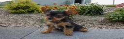 Yorkshire Terrier dogs for sale: Rexie - Ad 1