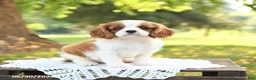 Cavalier King Charles Spaniel dogs for sale: Hoss - Ad 1