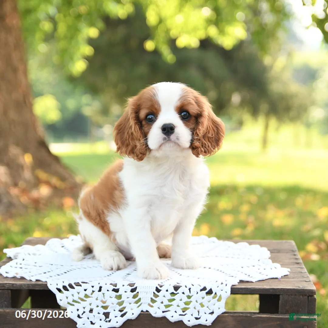 Cavalier King Charles Spaniel dogs for sale: Hoss - Ad 1
