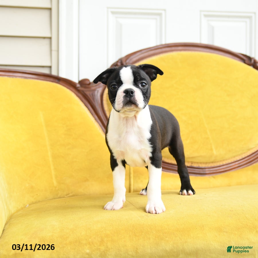 Boston Terrier dogs Smiley - Ad 1