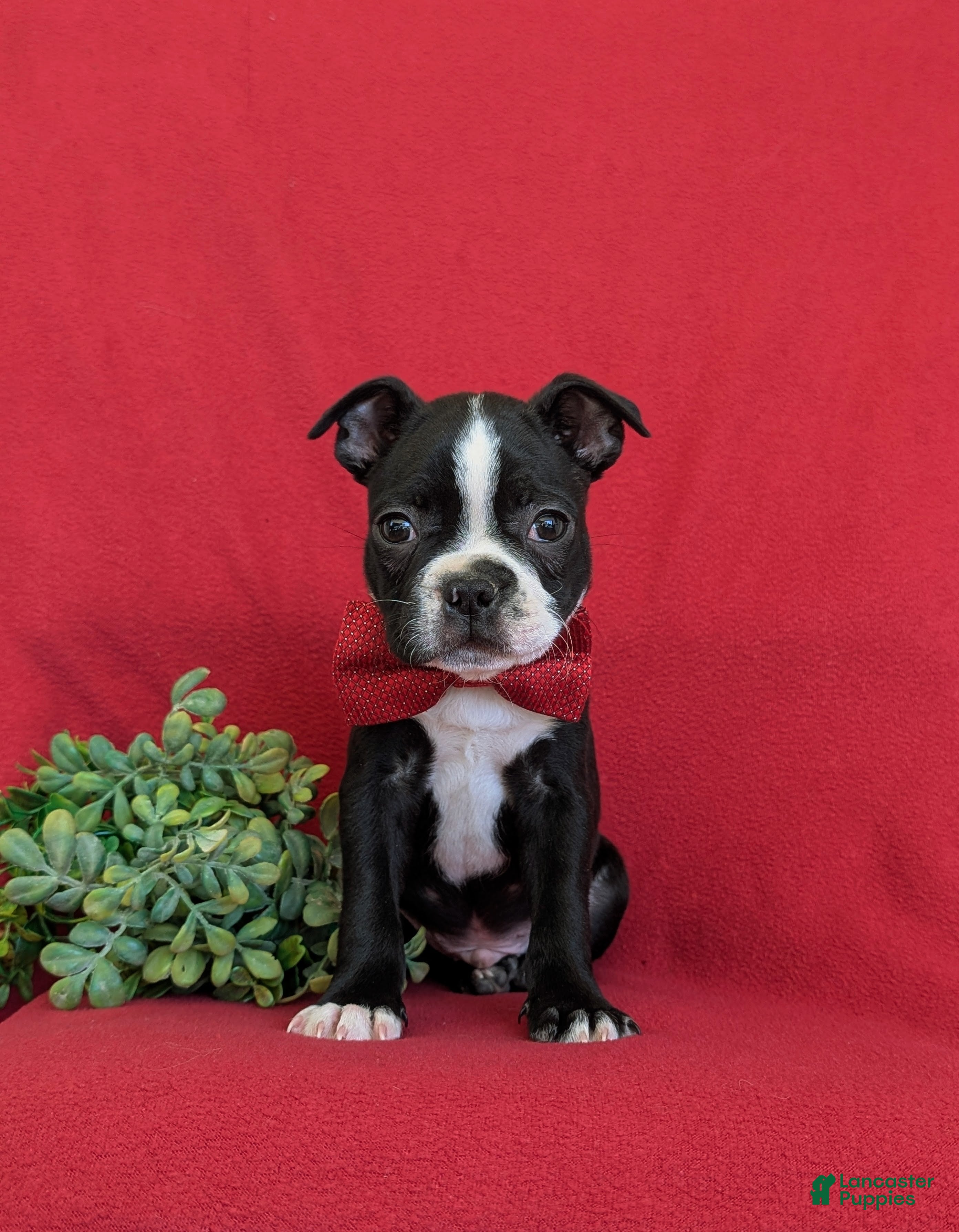 Boston Terrier dogs Prescot - Ad 2