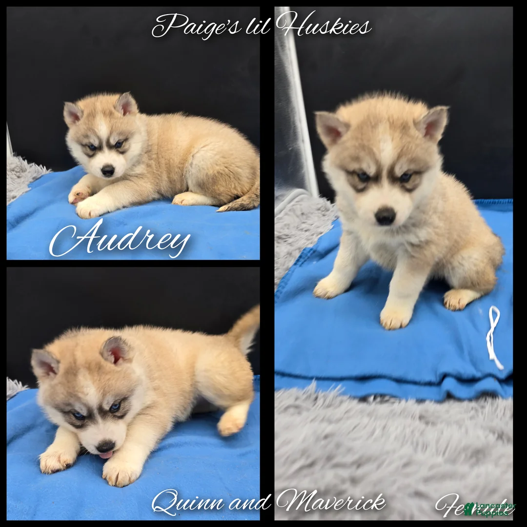 Siberian Husky dogs for sale: Audrey  - Ad 2