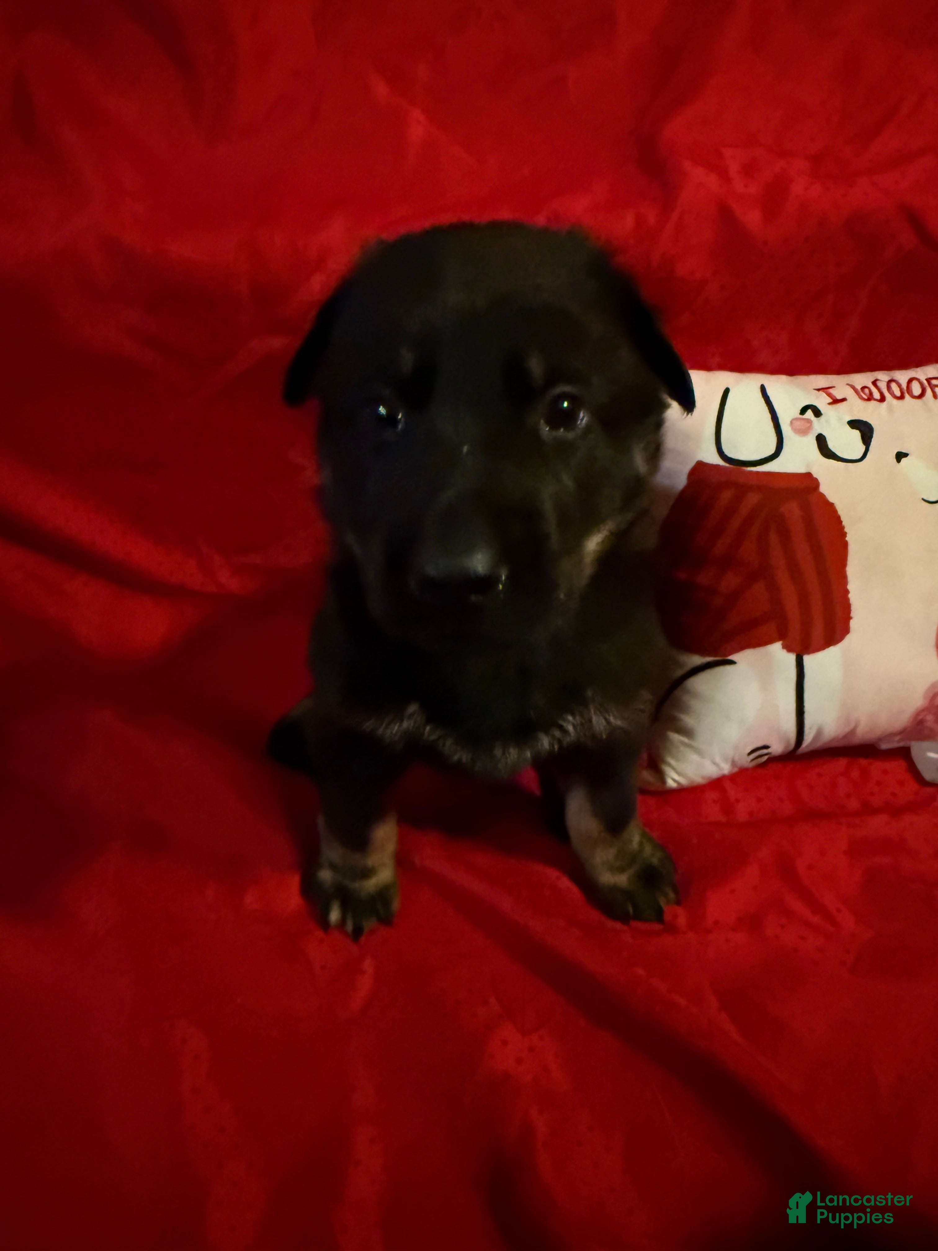 German Shepherd dogs Romeo - Ad 1