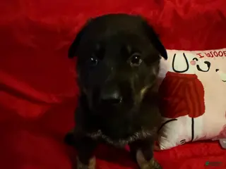 German Shepherd dogs Romeo - Ad 1