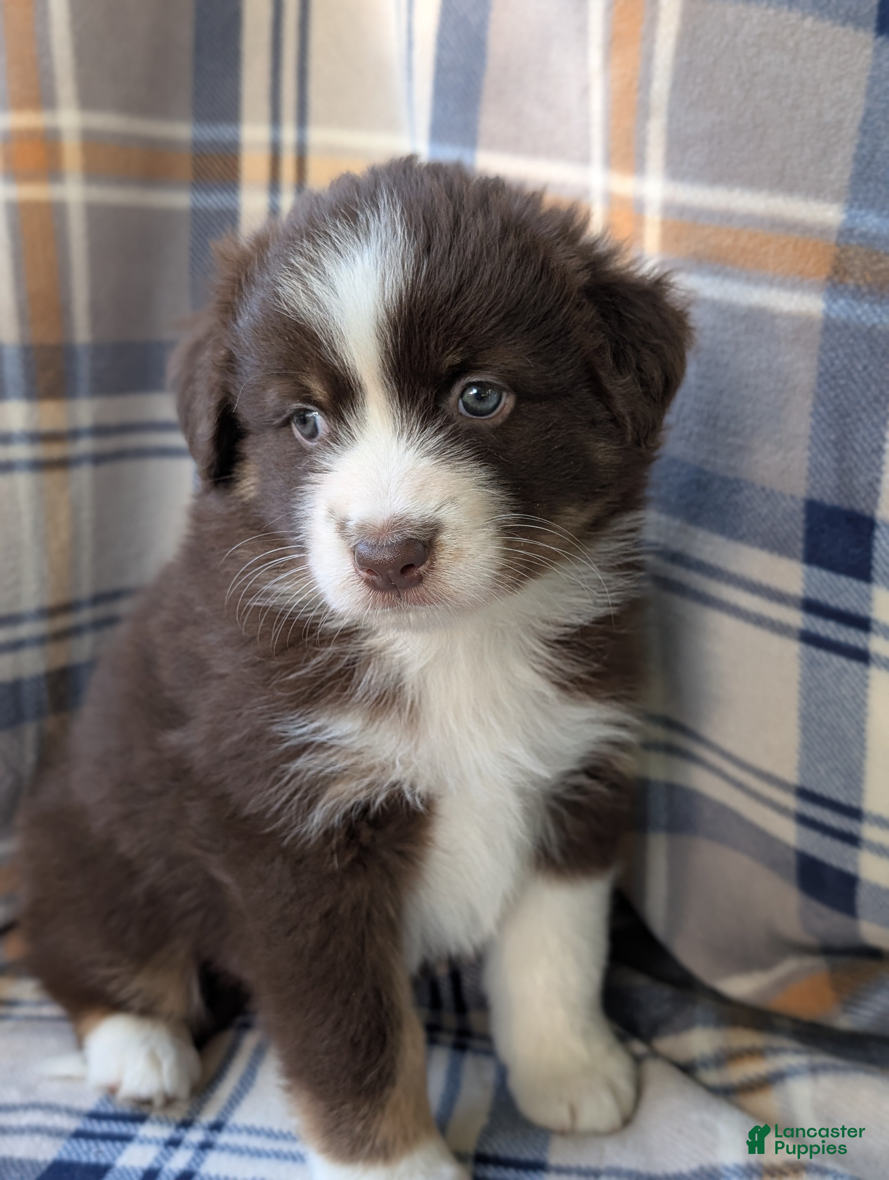 Australian Shepherd dogs Bentley  - Ad 1