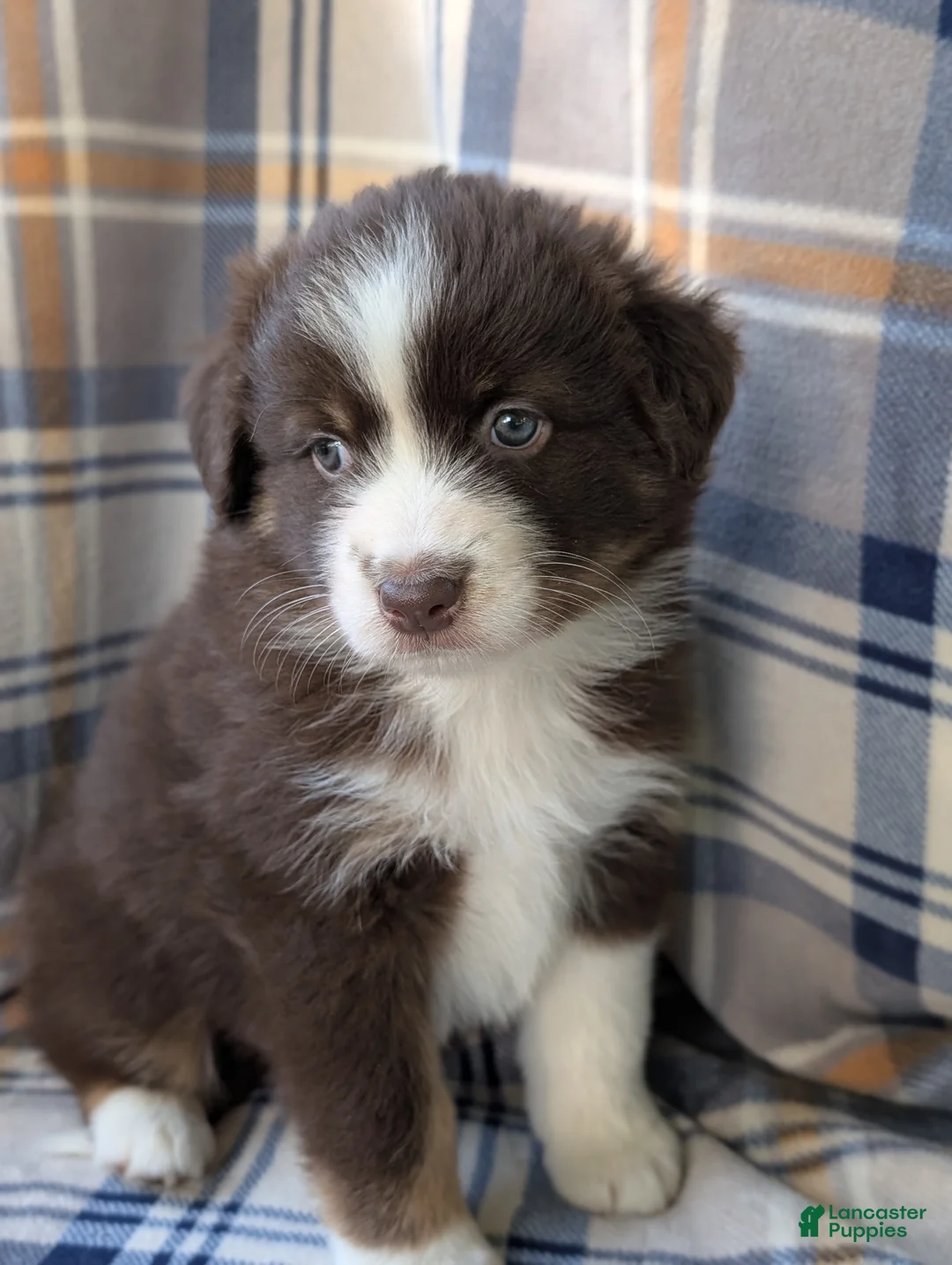 Australian Shepherd dogs for sale: Bentley  - Ad 1