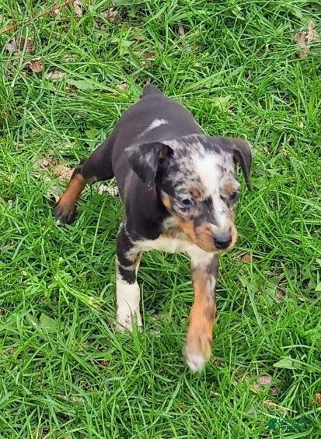 Miniature Pinscher dogs for sale: Benson - Ad 2