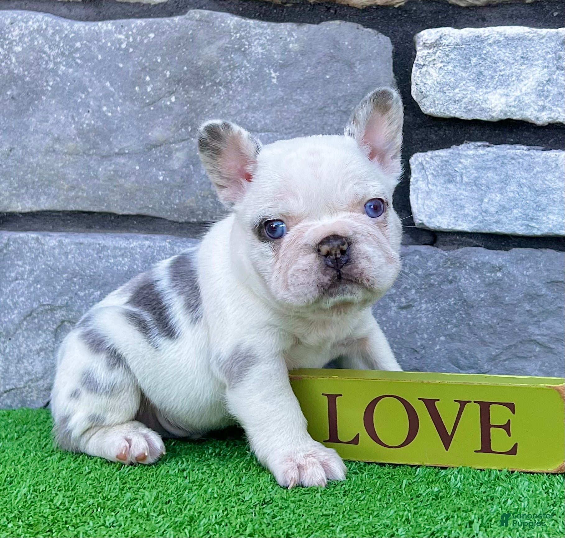 French Bulldog dogs Bullet - Ad 1