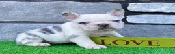 French Bulldog dogs for sale: Bullet - Ad 1
