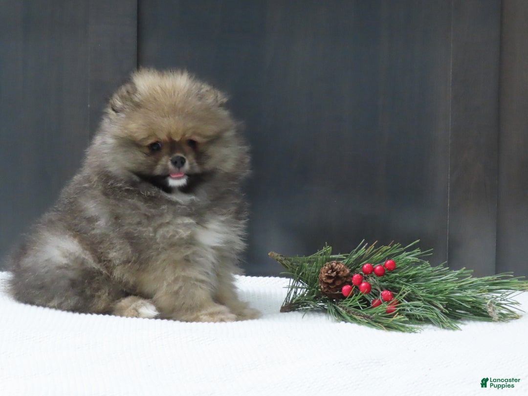 Pomeranian dogs for sale: DONALD - Ad 5