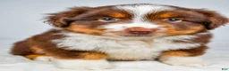 Miniature Australian Shepherd dogs for sale: Palmer - Ad 8