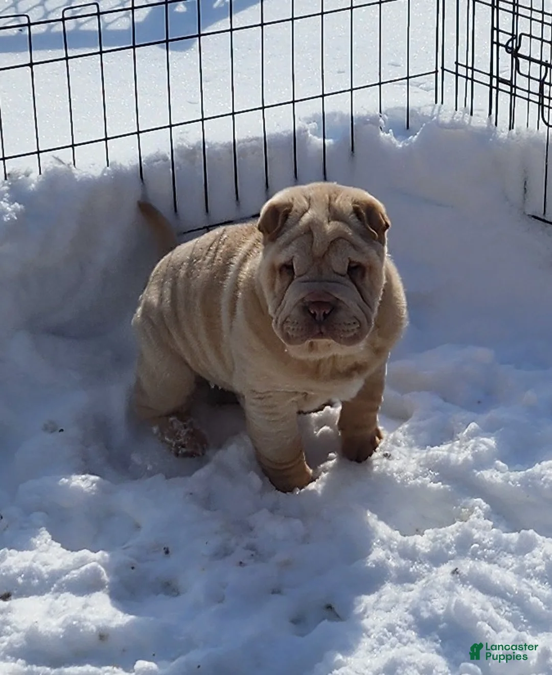 Shar Pei dogs for sale: Flurries mini  - Ad 3