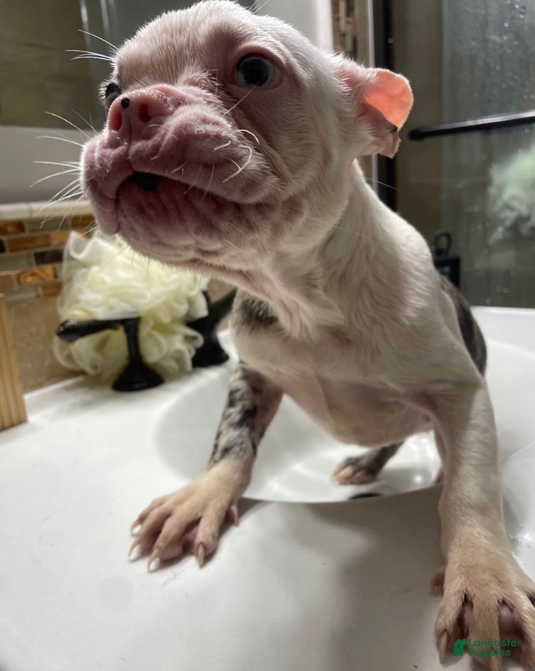 French Bulldog dogs for sale: Peppa - Ad 2