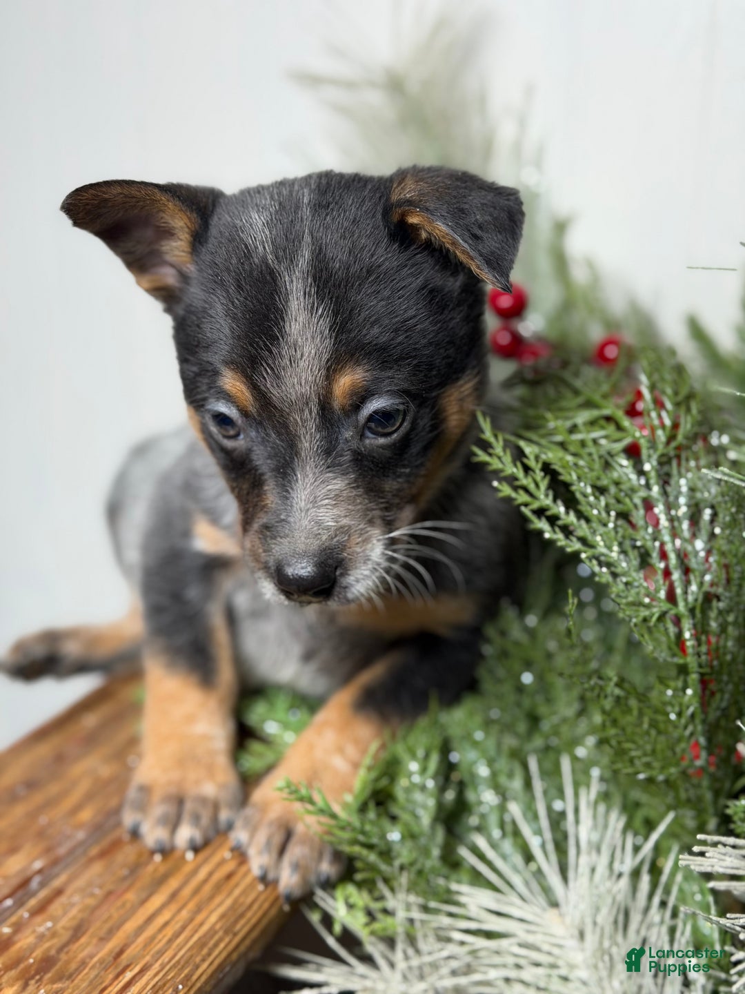 Australian Cattle Dog dogs for sale: Australian Cattle Dog Puppy 2 - Ad 3