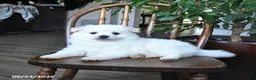 Pomeranian dogs for sale: Teddy - Ad 1