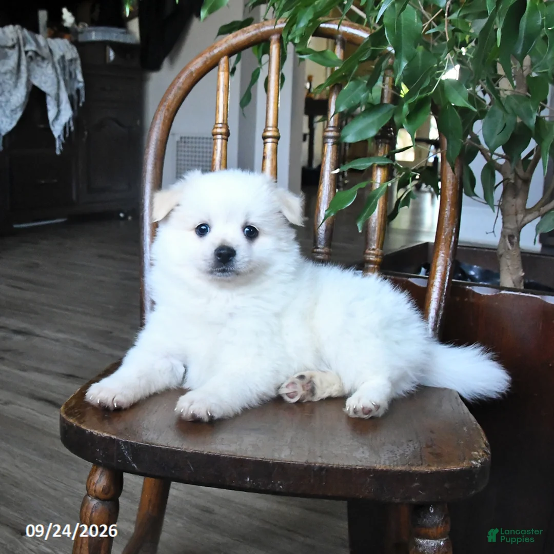 Pomeranian dogs for sale: Teddy - Ad 1