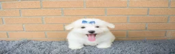 Maltese dogs for sale: Bryson 🐾 - Ad 3