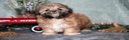 Shih Tzu dogs for sale: Daisy - Ad 3