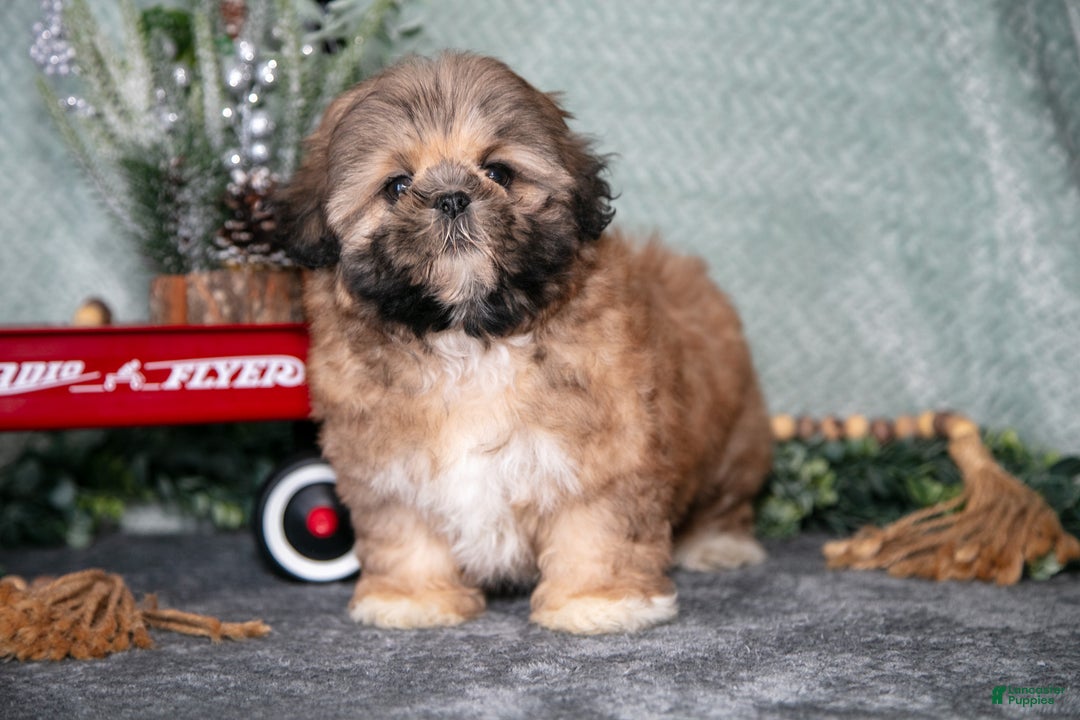 Shih Tzu dogs for sale: Daisy - Ad 3