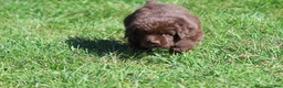 Newfoundland dogs for sale: Meatloaf - Ad 1