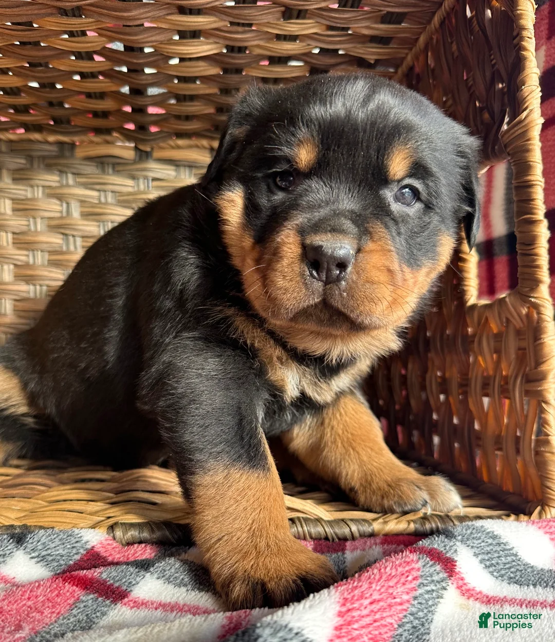 Rottweiler dogs for sale: Rottweiler Puppy 3 Reba - Ad 1
