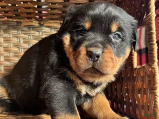 Rottweiler dogs Rottweiler Puppy 3 Reba - Ad 25