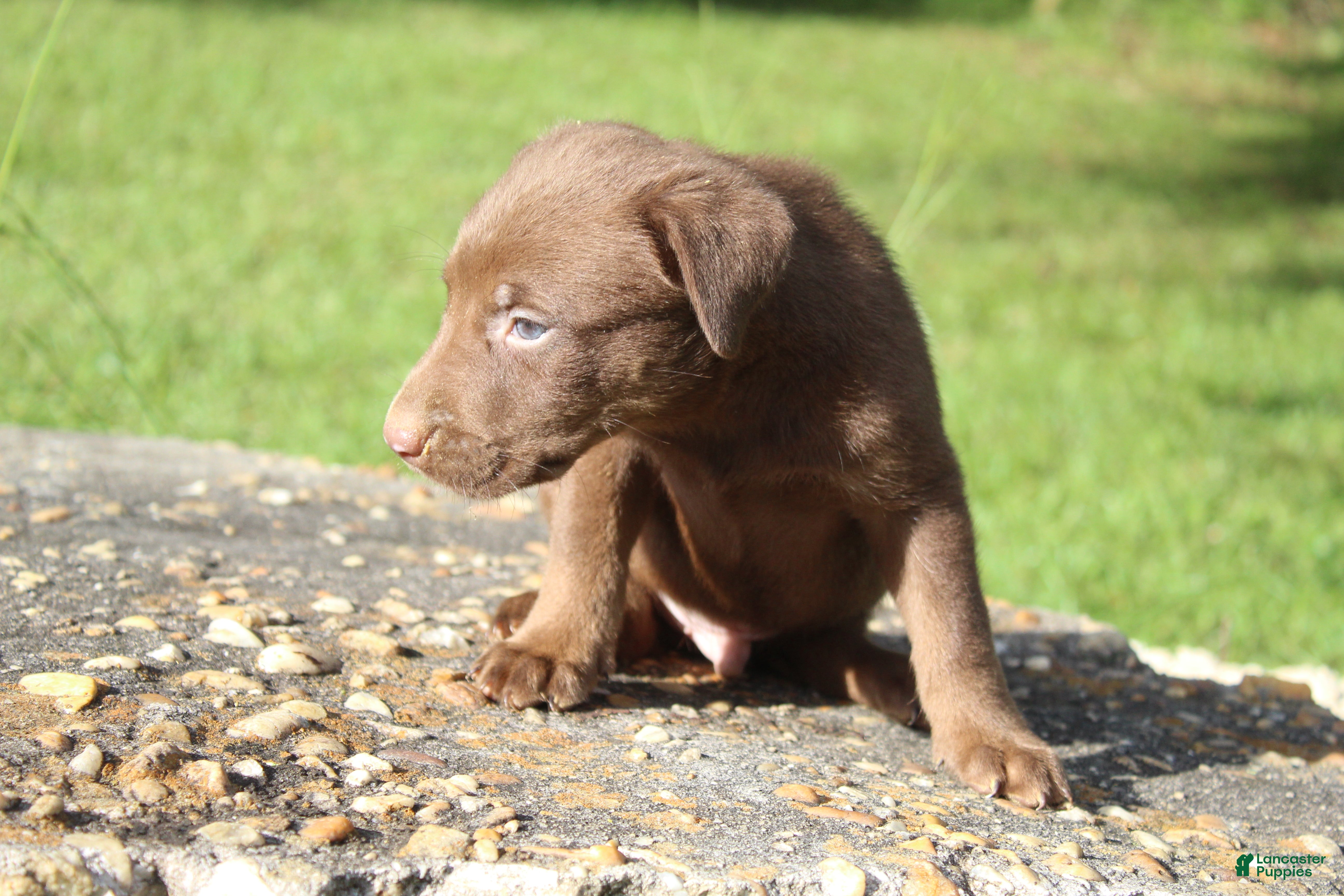 Labrador Retriever dogs Ace - Ad 2