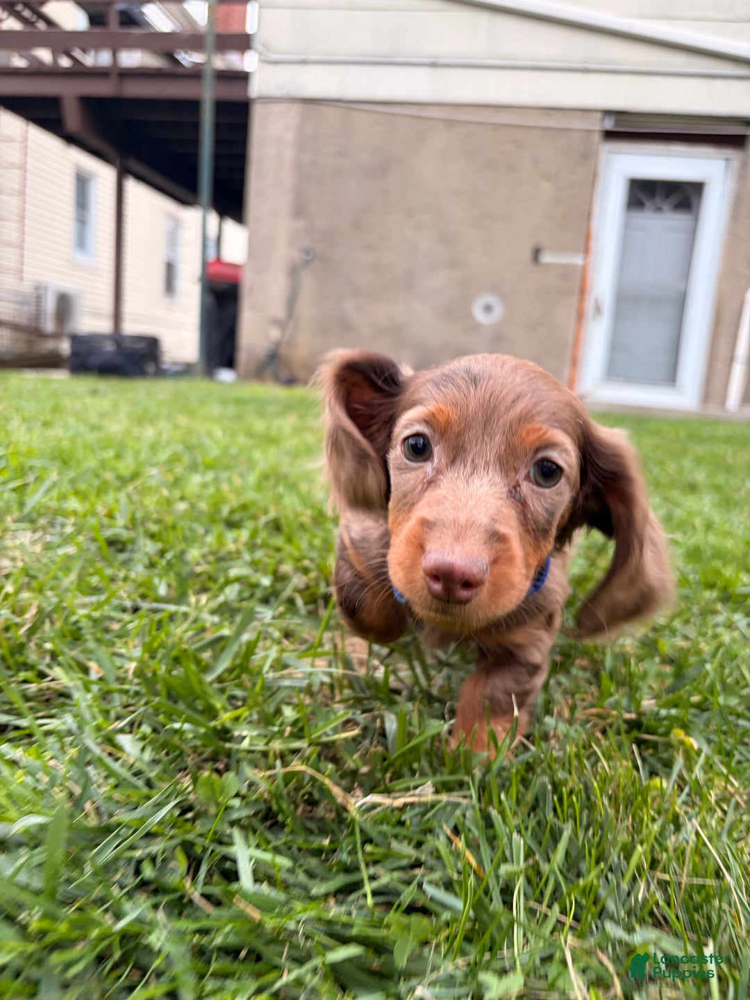 Miniature Dachshund dogs for sale: ButterBall - Ad 1
