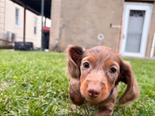 Miniature Dachshund dogs ButterBall - Ad 23