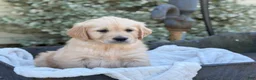 Golden Retriever dogs for sale: Melody - Ad 8