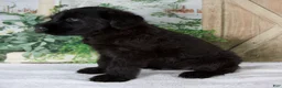 Giant Schnauzer dogs for sale: Kyle - Ad 4