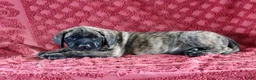English Mastiff dogs for sale: Lucy - Ad 1