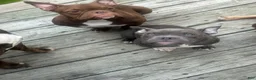 American Bully dogs for sale: Sky - Ad 7