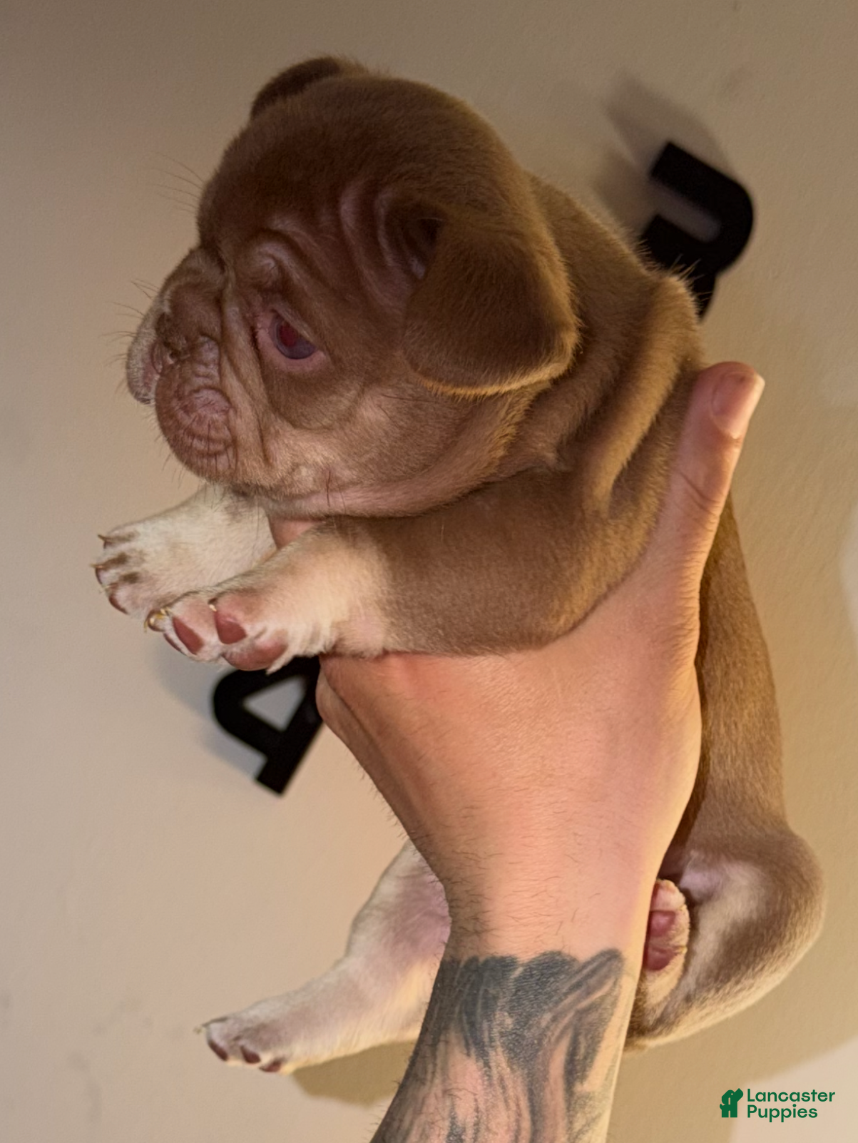 French Bulldog dogs Cappuccino - Ad 2