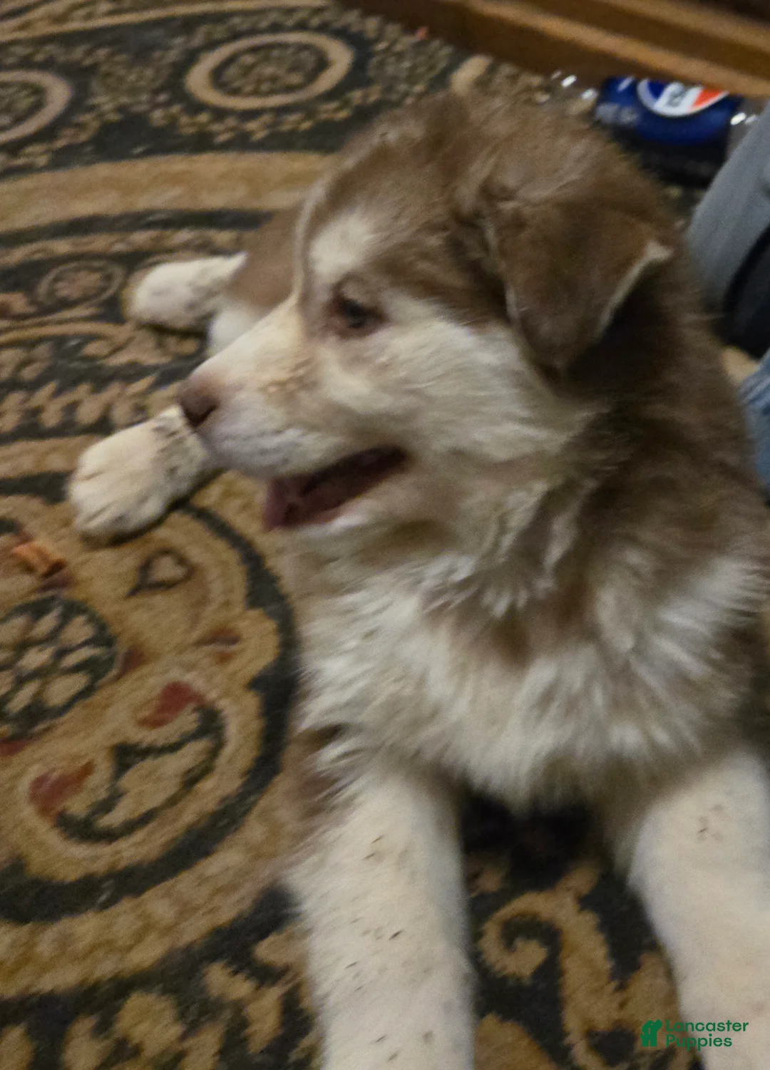 Siberian Husky dogs for sale: George - Ad 4