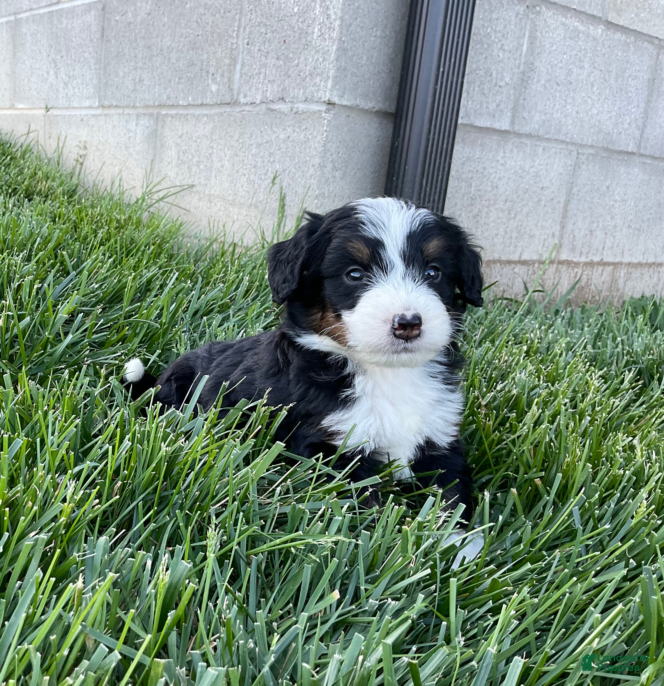 Mini Bernedoodle dogs for sale: DJ - Ad 4