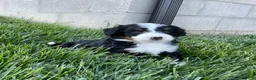 Mini Bernedoodle dogs for sale: DJ - Ad 1