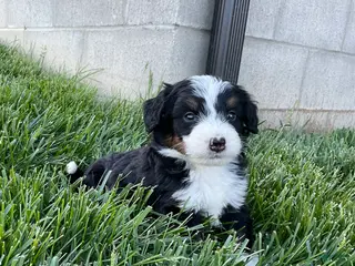 Mini Bernedoodle dogs for sale: DJ - Ad 4