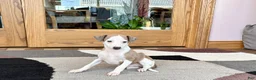 Italian Greyhound dogs for sale: Donnie  - Ad 3