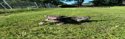 American Bully dogs for sale: Ace - Ad 3