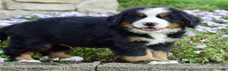 Bernese Mountain Dog dogs for sale: Mr. Benjie - Ad 1