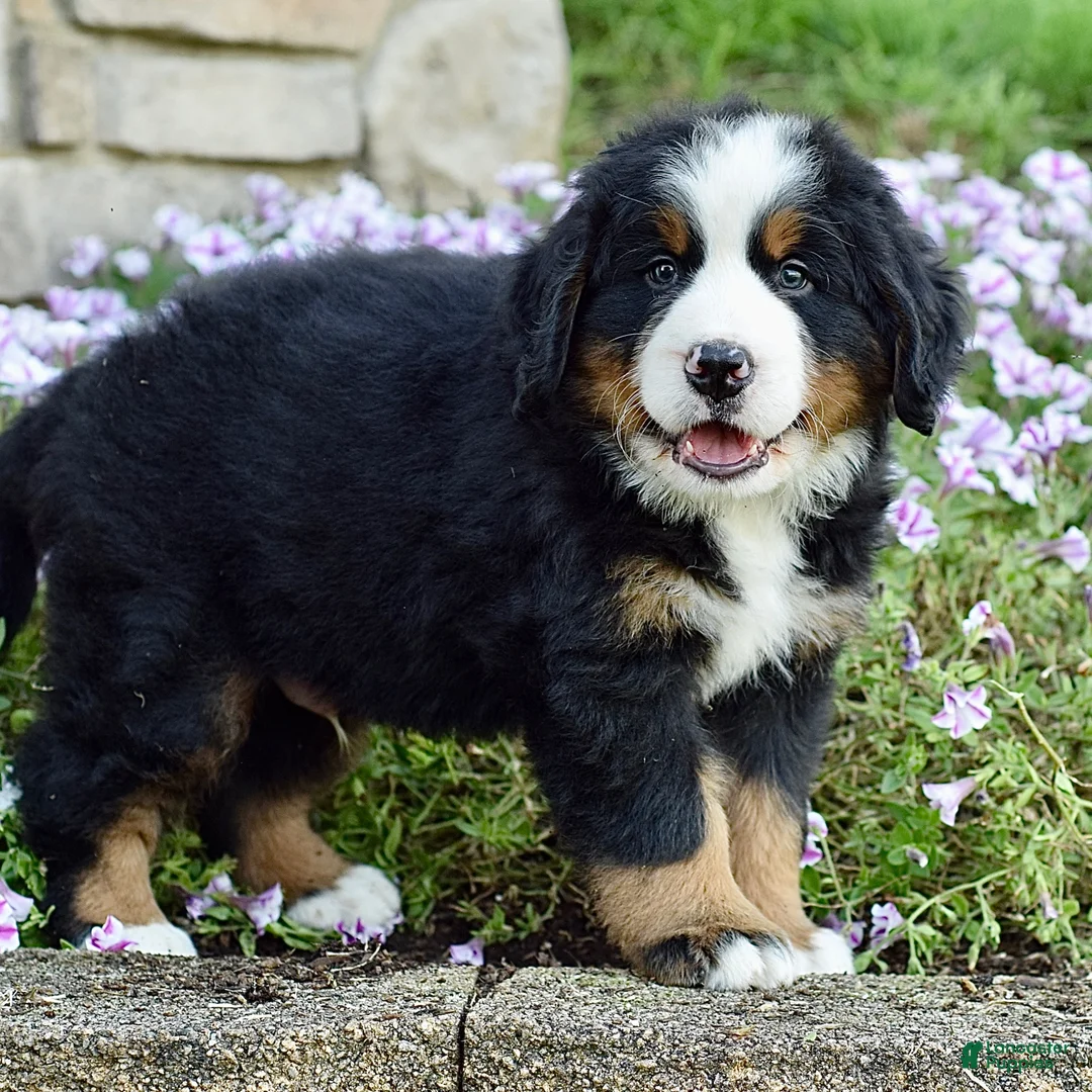 Bernese Mountain Dog dogs for sale: Mr. Benjie - Ad 1