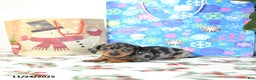 Miniature Dachshund dogs for sale: Betty   - Ad 4