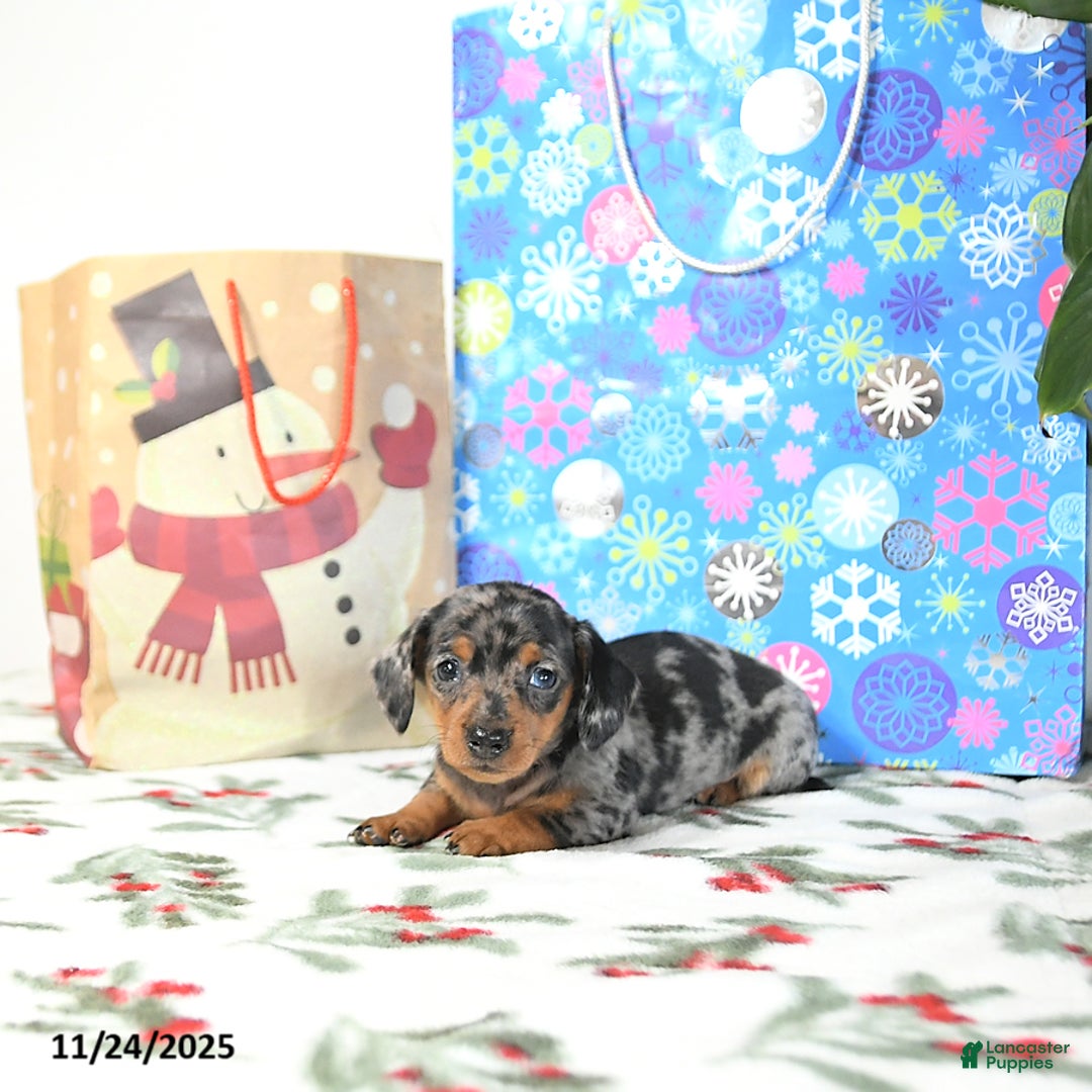 Miniature Dachshund dogs for sale: Betty   - Ad 4