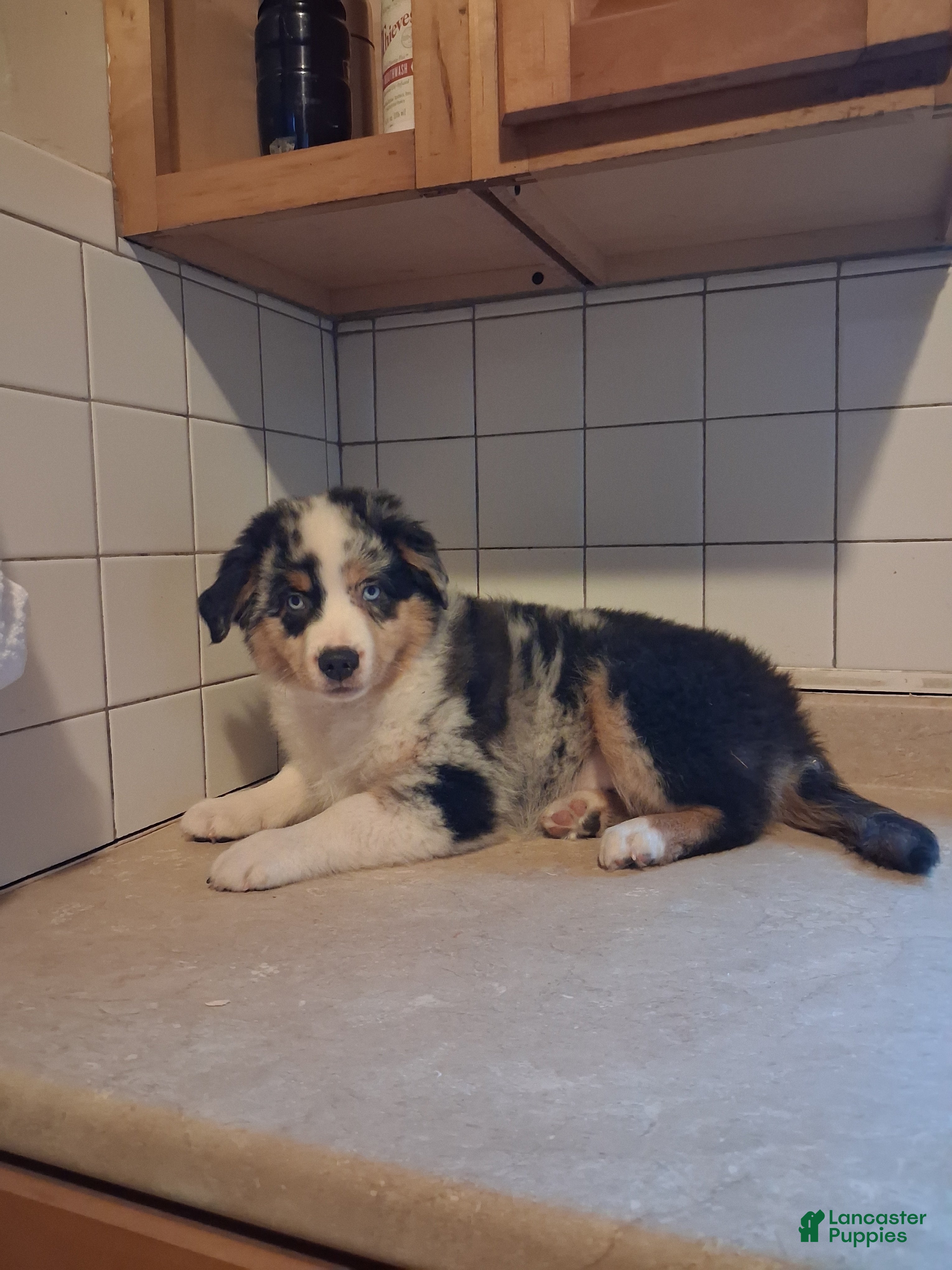 Miniature Australian Shepherd dogs John - Ad 2