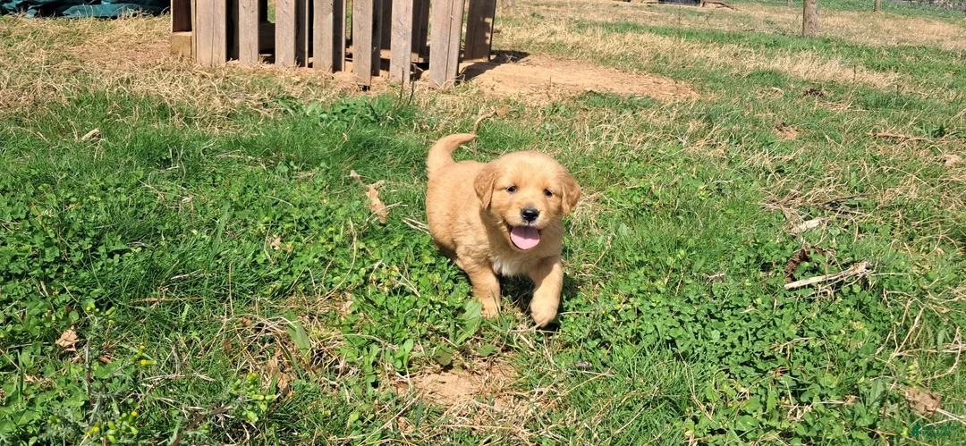 Golden Retriever dogs for sale: Rosie - Ad 1