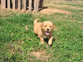 Golden Retriever dogs Rosie - Ad 7