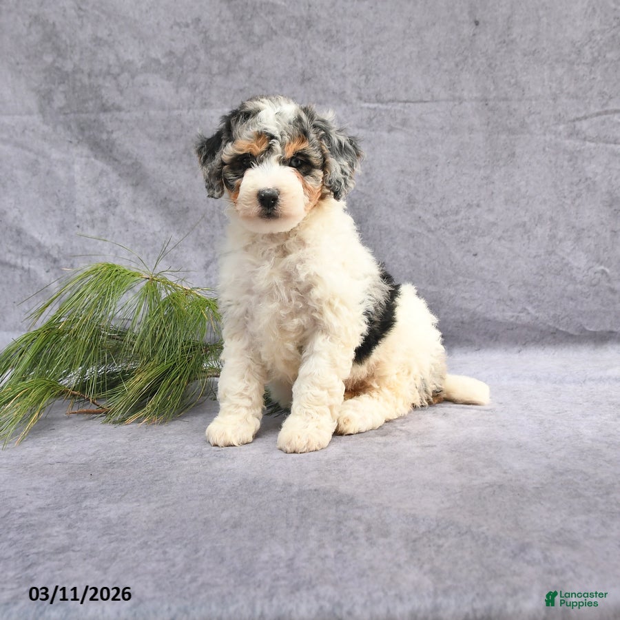 Bernedoodle dogs Beauty - Ad 1